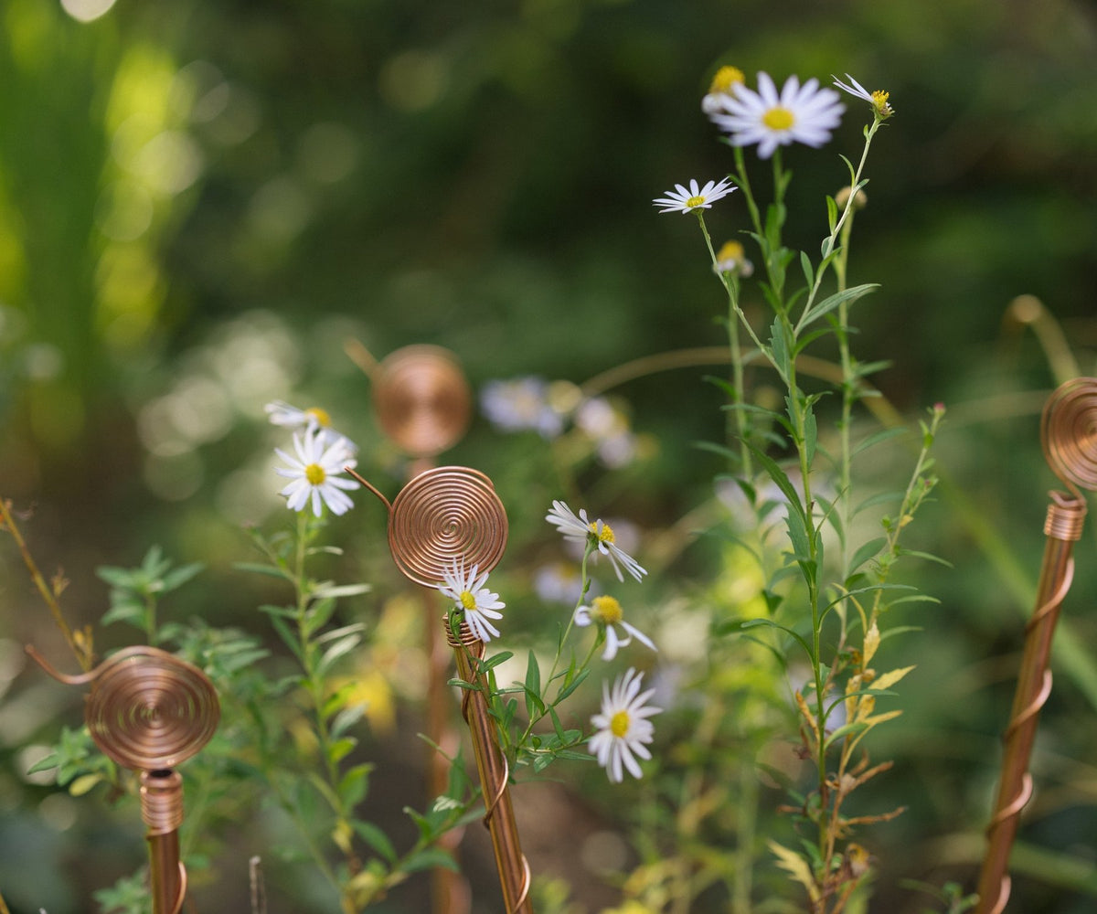 Electroculture: a centuries-old gardening tradition rediscovered