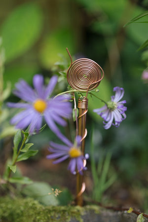 Kopero Electroculture 30 cm, among purple asters in a planter