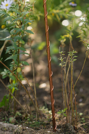 Kopero Electroculture 60 cm, a long antenna with spiral wire in a flower bed